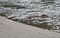 Yellowstone beaver swimming.jpg