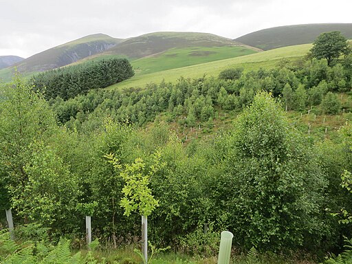 Young woodland by Gale Gill - geograph.org.uk - 5486649