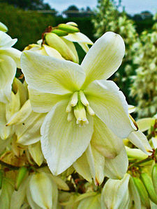 Yucca filamentosa Flower