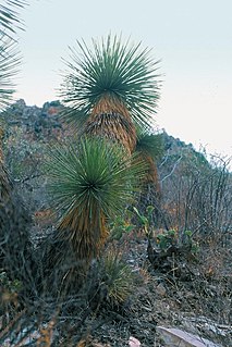 Die Palmlilien oder Yuccas (Yu