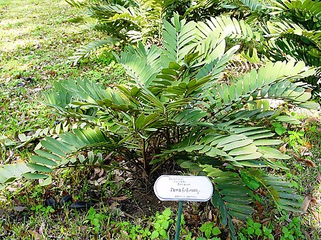 Zamia furfuracea