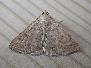 Zanclognatha lunalis.jpg