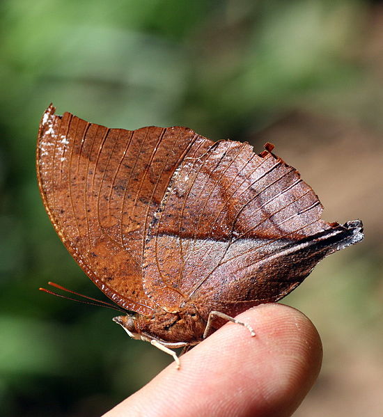 File:Zaretis isidora (2872423626).jpg