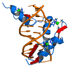 Sinkfinger -DNA -kompleks. Png
