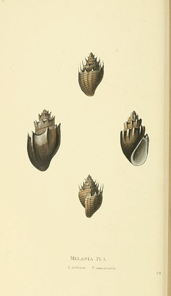 File:Zoological Illustrations Volume I Series 2 029.jpg