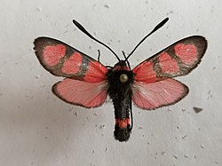 Zygaena cuvieri 99493098.jpg