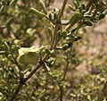 Zygophyllum dumosum -lajin hedelmä.