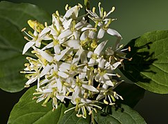 Cornus sanguinea (Common dogwood) - Inflorescence