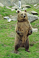 Der Braunbär kann sich gut auf die Hinterbeine stellen.