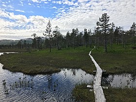 Vådområde i nationalparken, med plankeveje i fyr lagt for enklere passage