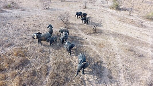 African savannah elephants at the Bali pond, Pendjari park in Benin seen from drone Photograph: Micho2020