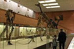 Thumbnail for Moscow Paleontological Museum