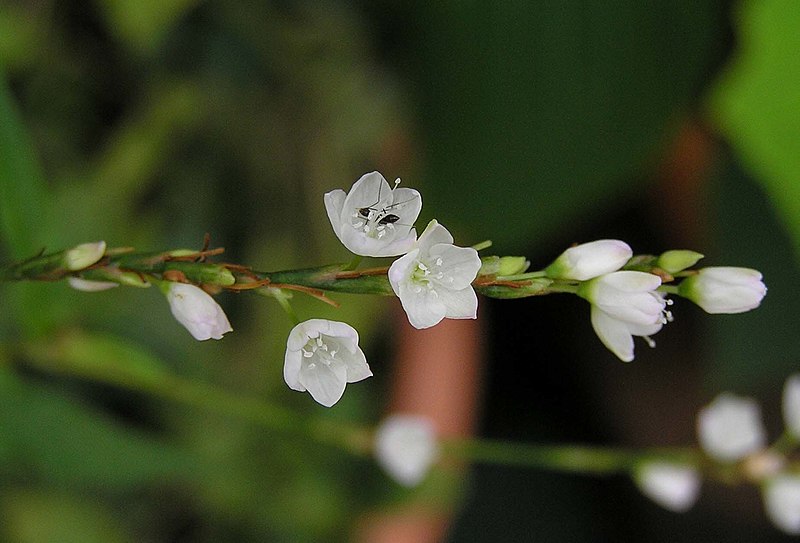 File:伏毛蓼 Polygonum pubescens -香港西貢獅子會自然教育中心 Saikung, Hong Kong- (9227077577).jpg