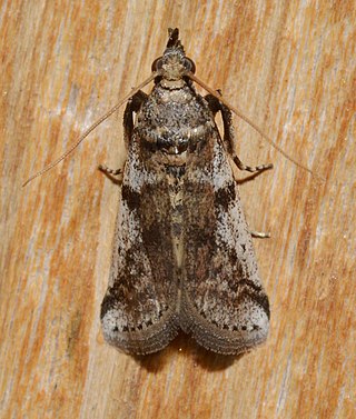 <i>Laetilia coccidivora</i> Species of moth