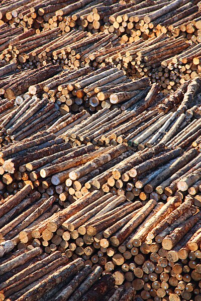 File:005 Logging industry in New Zealand - tree trunk piles, timber logs stockpile.jpg