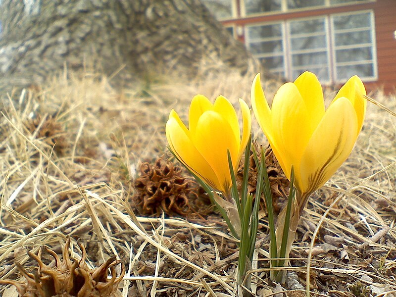 File:0224091249a Yellow Snow Crocus.jpg