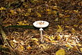 12-10-21 Dreieich Pilze 29.jpg