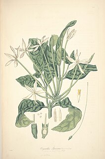 <i>Oxyanthus</i> Genus of plants