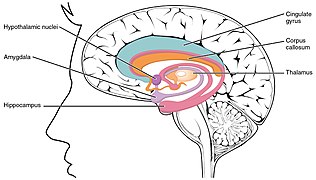 1511 The Limbic Lobe.jpg