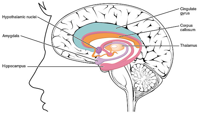 neo cortex and limbic system