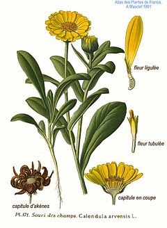 Calendula arvensis - Wikipedia, la enciclopedia libre