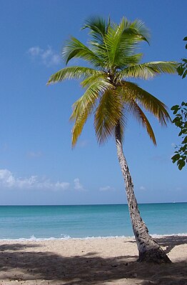 Кокосовая пальма на Мартинике, март 2003 года