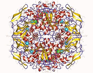 <span class="mw-page-title-main">Formaldehyde dehydrogenase</span> Enzyme