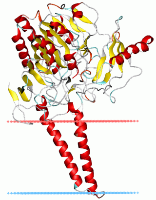 <span class="mw-page-title-main">Sulfatase</span> Class of enzymes which break up sulfate esters by hydrolysis