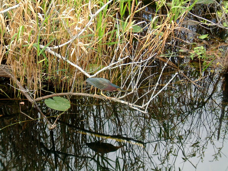 File:2001.12.19 05 Green Heron Everglades.jpg