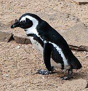 Pápaszemes pingvin
