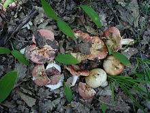 2012-05-12 Russula maculata Quél. & Roze 218399.jpg