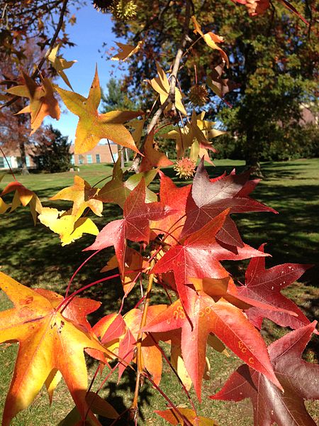 File:2014-11-02 13 07 00 Sweet Gum foliage during autumn along Lower Ferry Road in Ewing, New Jersey.JPG