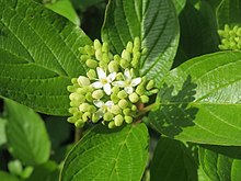 20140410Cornus sanguinea3.jpg