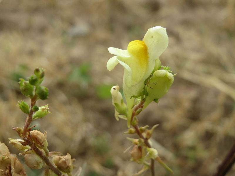 File:20150722Linaria vulgaris.jpg