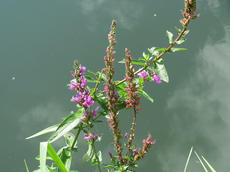 File:20150908Lythrum salicaria.jpg