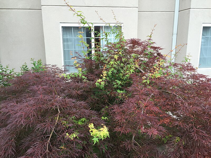 File:2017-06-13 08 03 37 Red Laceleaf Japanese Maple reverting to standard green by way of suckers beneath the graft point along Bristol East Road in Bristol, Virginia.jpg