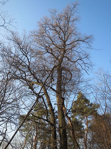 File:20170215Quercus robur1.jpg