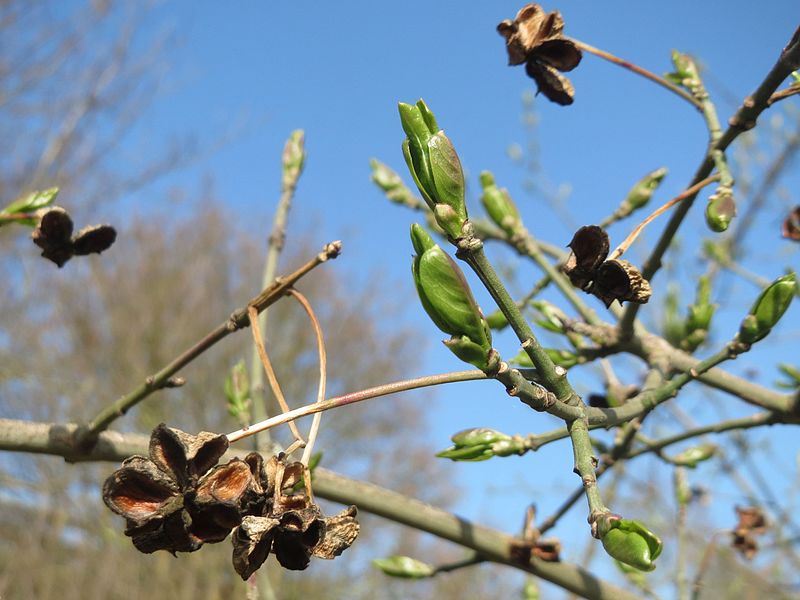 File:20170312Euonymus europaeus3.jpg