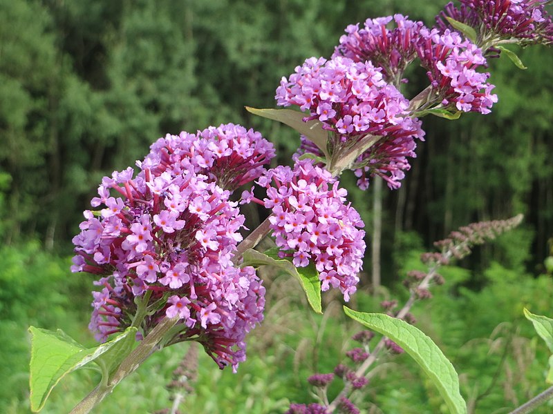 File:20170715Buddleja davidii2.jpg