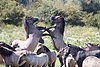 Konik horses, an old Polish breed, in Oostvaardersplassen