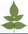 * Nomination Rubus idaeus. Leaf abaxial side. --Knopik-som 22:57, 9 September 2021 (UTC) * Promotion  Support Good quality. --Steindy 00:09, 10 September 2021 (UTC)