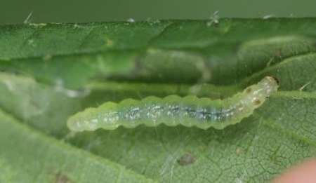 Datei:2021 08 08 Patania ruralis caterpillar.jpg