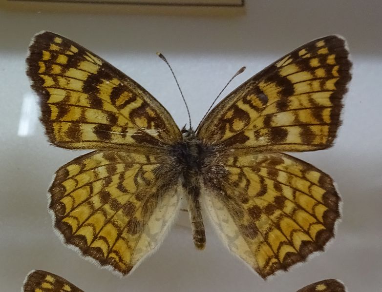 File:257-Melitaea scotosia.JPG