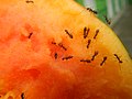 2999Ants of the Philippines eating carica papaya fruit 29.jpg