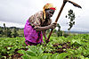 Paysanne, région du mont Kenya.