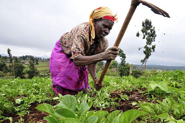 A Kenyan woman farmer at work in the Mount Kenya region