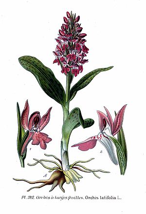 342 Orchis latifolia L.jpg