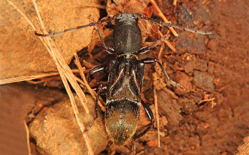 File:366 - Ant-mimic Longhorned Beetle - Cyrtophorus verrucosus, G. R. Thompson Wildlife Management Area, Linden, Virginia.jpg