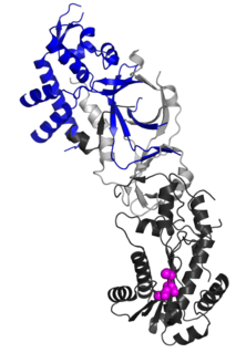 <span class="mw-page-title-main">RNASEH2B</span>