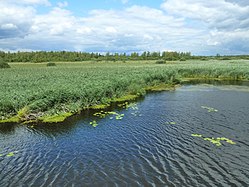 Federsee